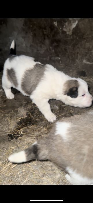 Щенки Тобета …..