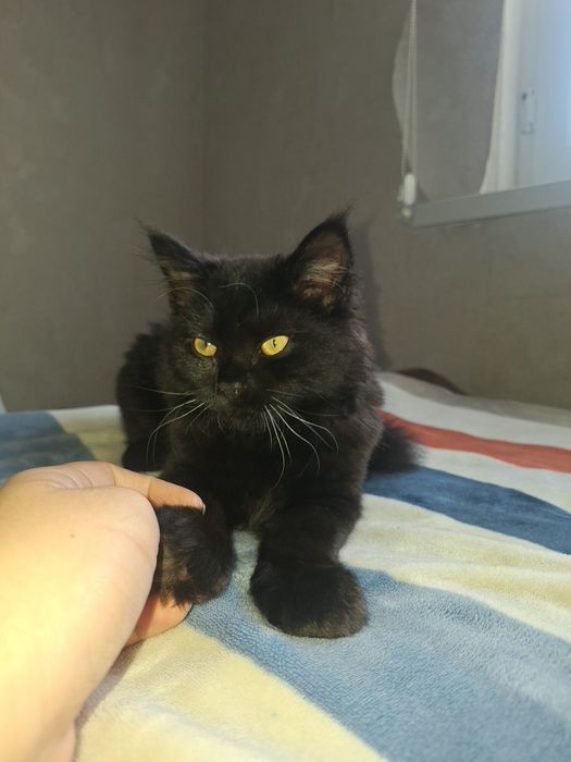 Кот метис, черный, мальчик