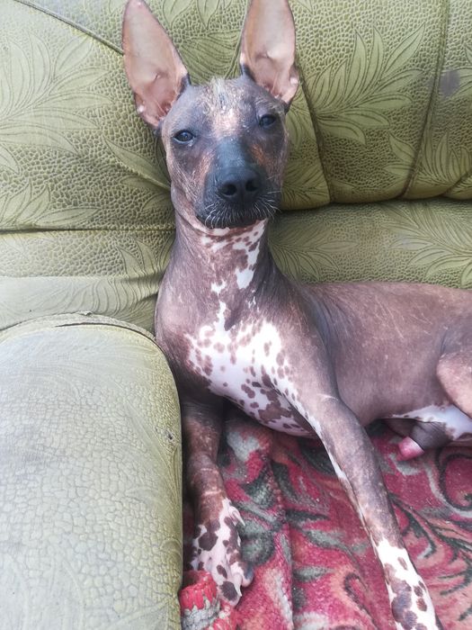 Кобель на вязку.