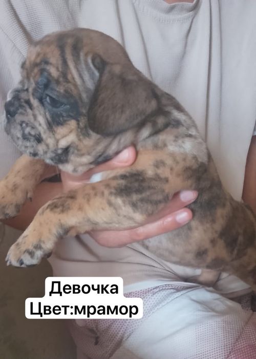 Продам щенков французского бульдога