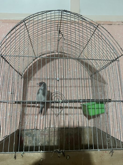 Norchila sotilad srochniy