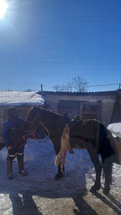 Қазақи ірі ат сатылады