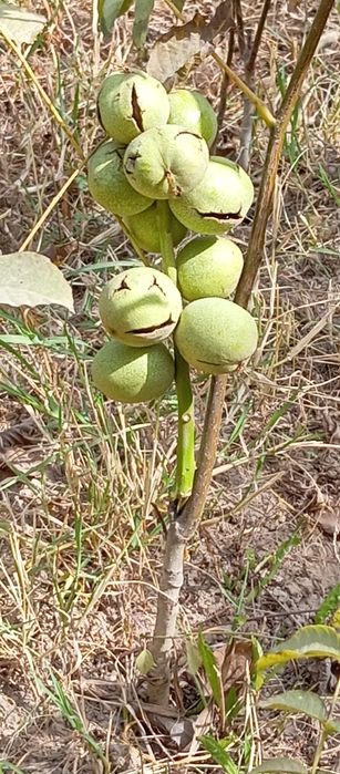 Карлик ёнгок кучати сотилади