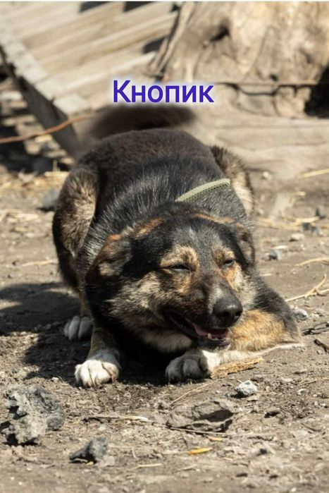 Дарю в добрые и ответственные руки