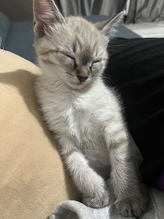Двухмесячный котёнок, мальчик