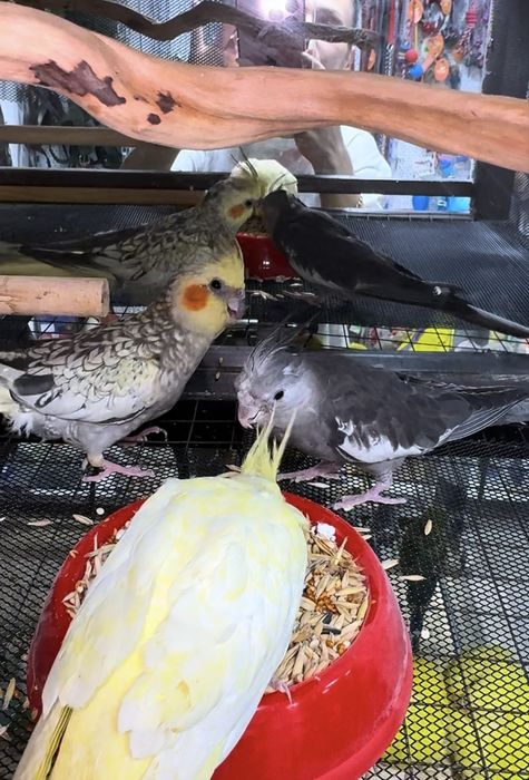 Кореллы Молодые Птенцы