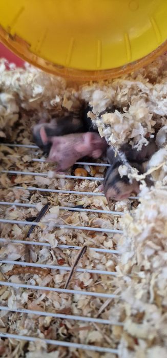 Продам хомяков всех