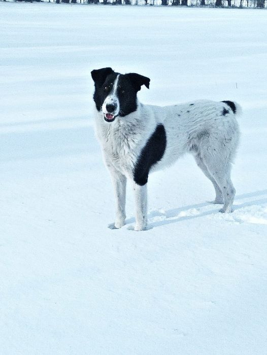 Метис ищет дом. Кобель.