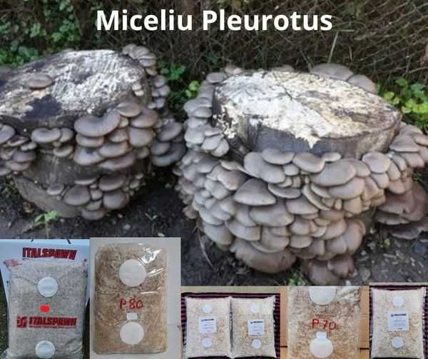 Miceliu pt. ciuperci Pleurotus-Champignon-Shiitake
