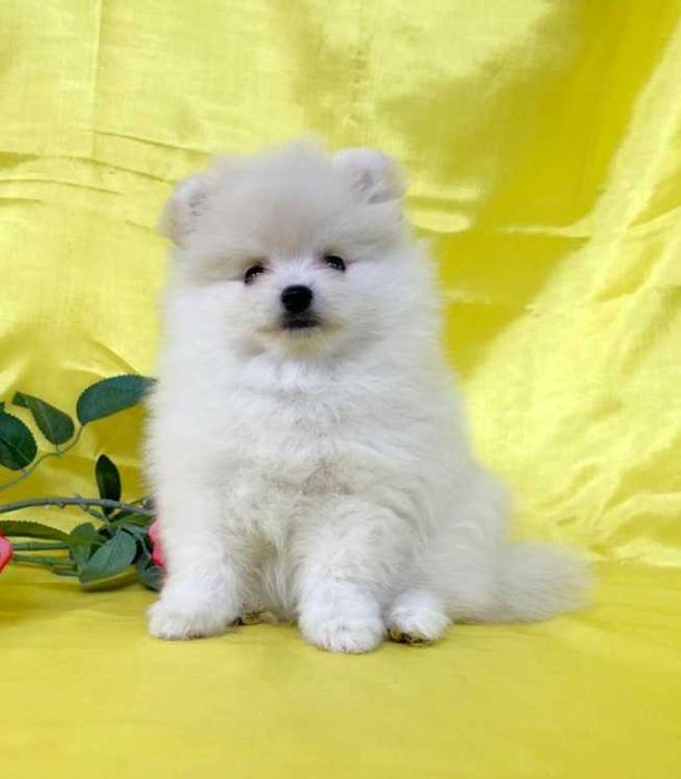 Щенки Немцкого шпица . Белая девочка  с документами.