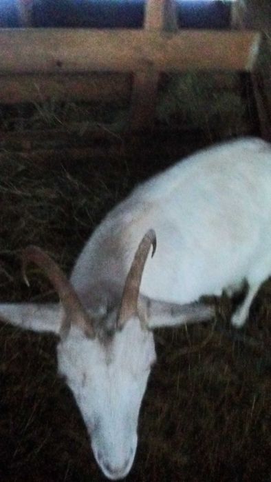 Schimb capra cu 2 oi