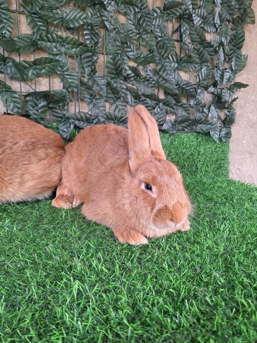 Бургун 4 месячные кролики