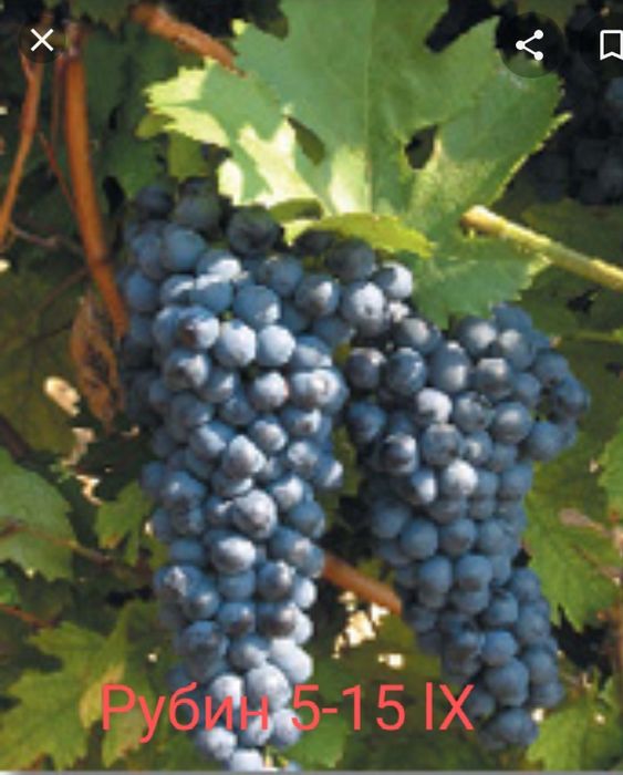 Лози за вкореняване