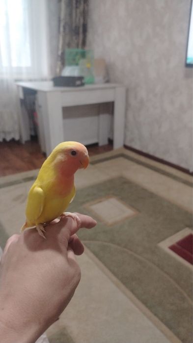 папугай неразлучники