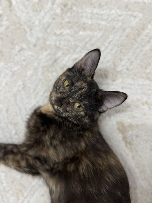 Котенок девочка в добрые руки