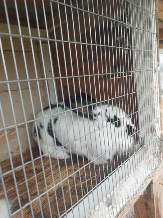 Заикиня на 9 месеца