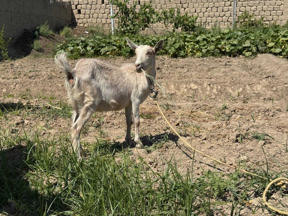Zotdor Zanen (Zaanen) echkilari va takasi sotiladi! (Sutdor zot)