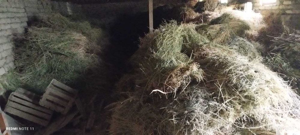 Беда хашак сотилади срочно.