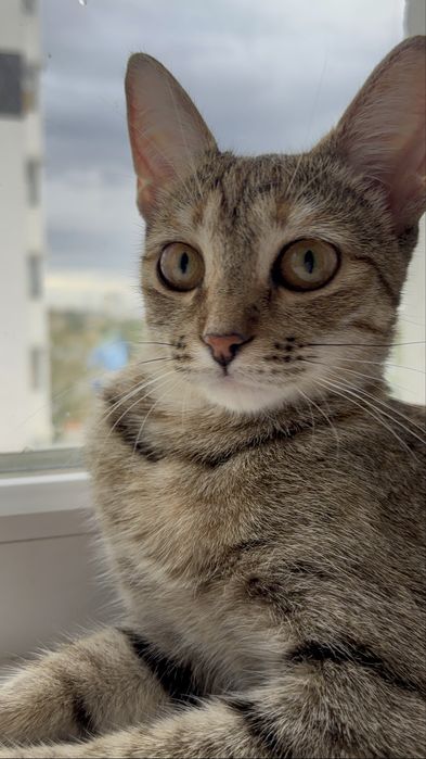 Отдам кошку в самые лучшие руки