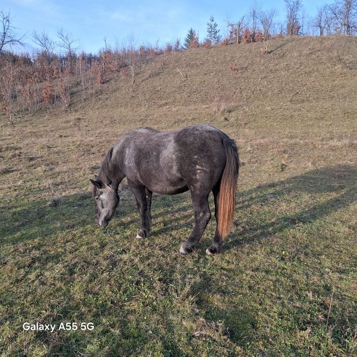 vând cai mânz de 1,5 ani 8500 lei și manza de 2,5 ani  3800 euro