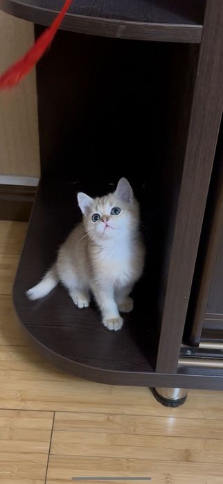 Британские котята