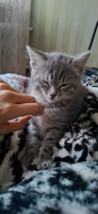 Котёнок в хорошие руки