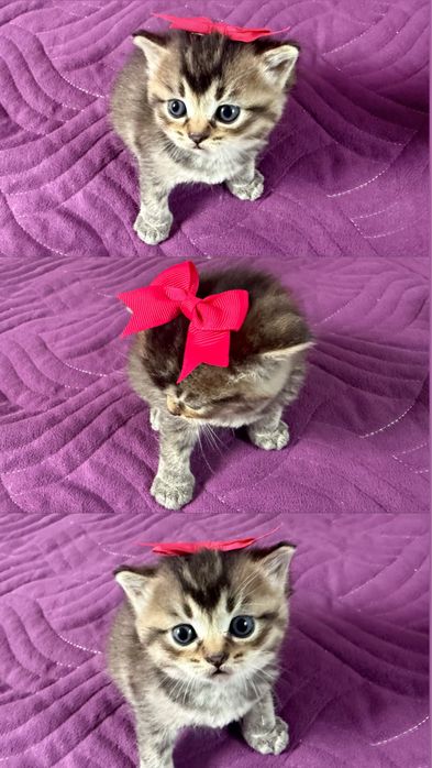 Котята 1 месячный