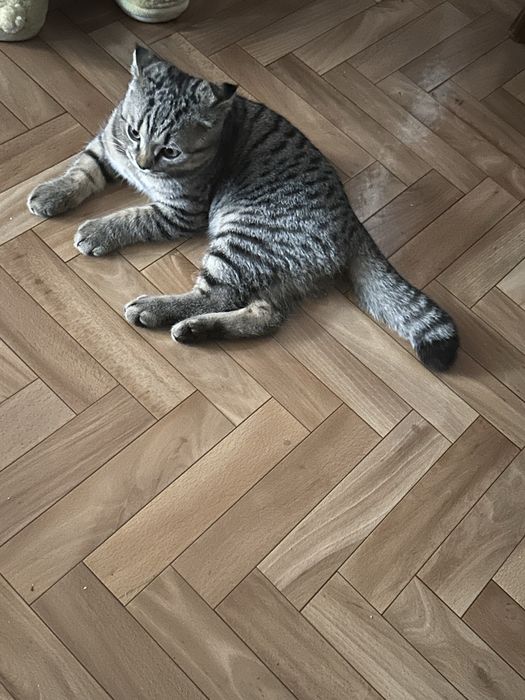 Кот вязка британец