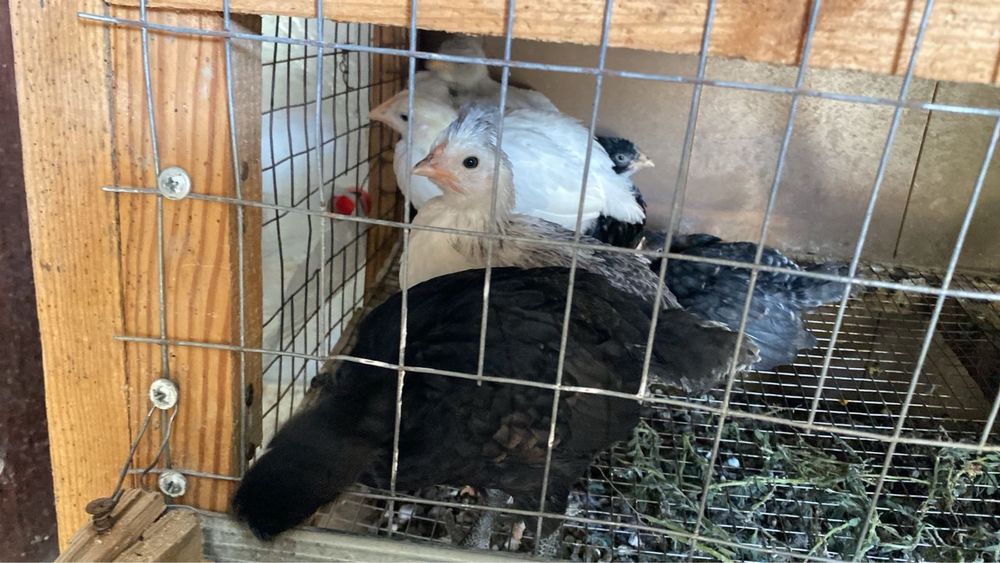 казакы балапандар