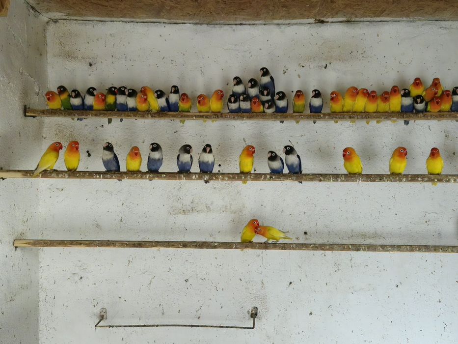 Vand Agapornis personata originali