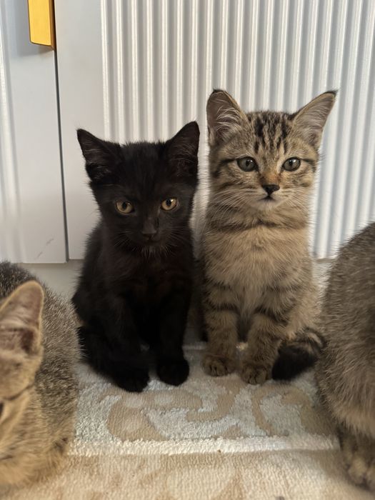 Отдам бесплатно котят