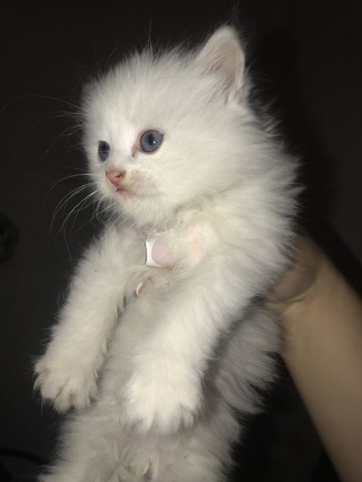 Отдам котят бесп