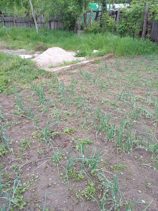 Lucrări întreținere curți,case,vii,livezi