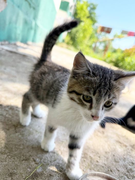 котёнок мальчик в добрые руки