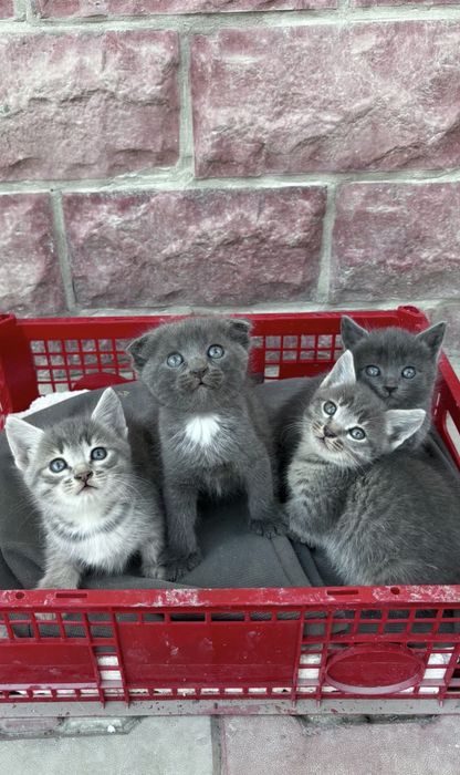 Отдаем котят в добрые руки