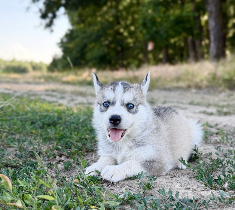 Femela rasa Husky Siberian!