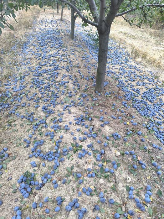 Prune pentru țuică din soiurile Stanley și Anaspath