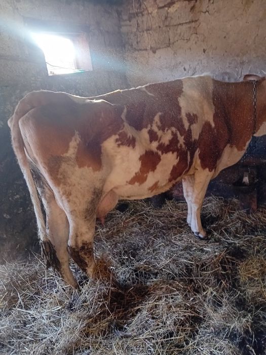 Vaci de vânzare afata și cu  lapte