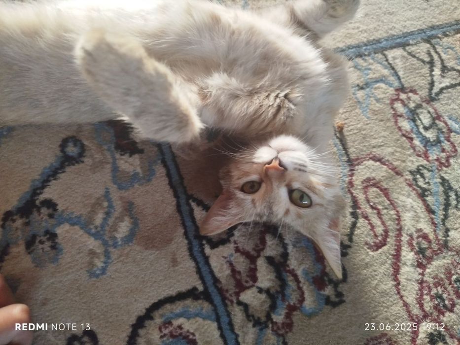 Продаю кошку умную