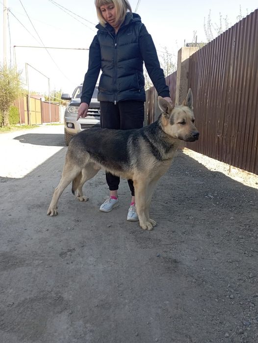 Восточно-европейская овчарка