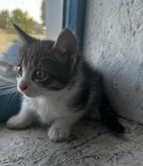 Отдам котят в хорошие руки