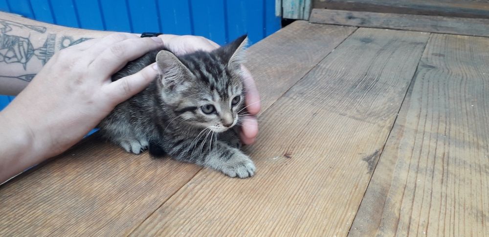 Котята в добрые руки