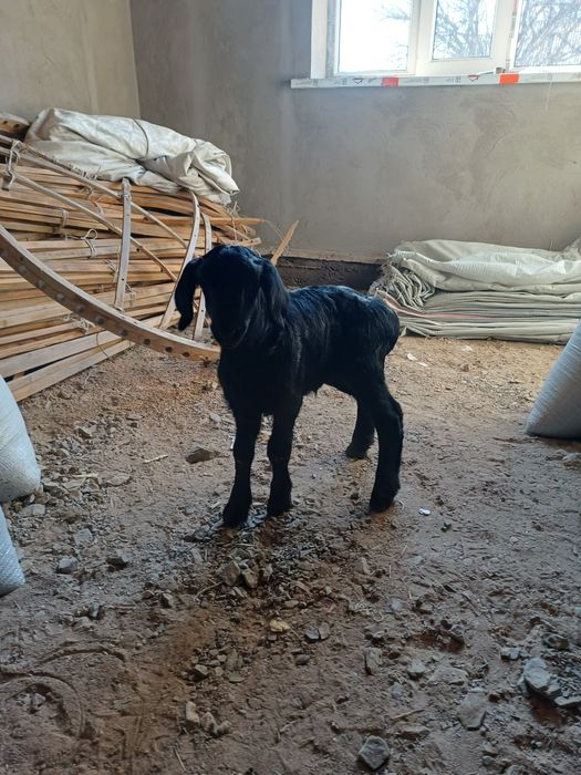 Гиссар қошқар сатылады