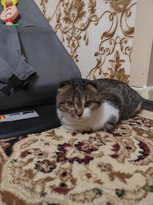 Мысык сатылады котята