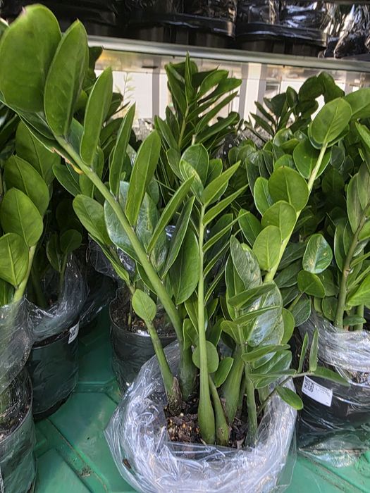 Антуриум !!!  Мужское счастье !