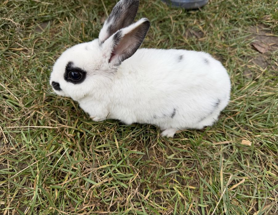 Iepuroi rex de vanzare