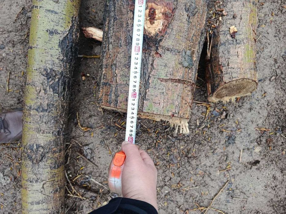 Продается тополь