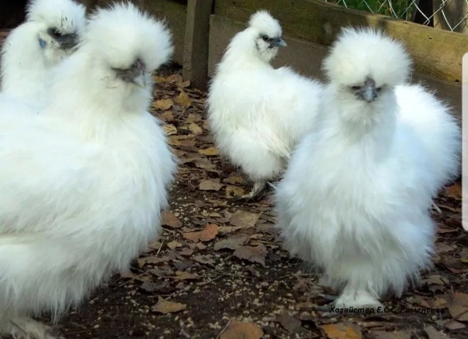 Tuxum oq sholklar bostirishga