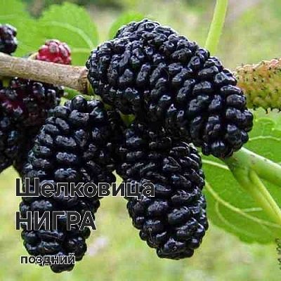 Саженцы ассортимент для даму посадит