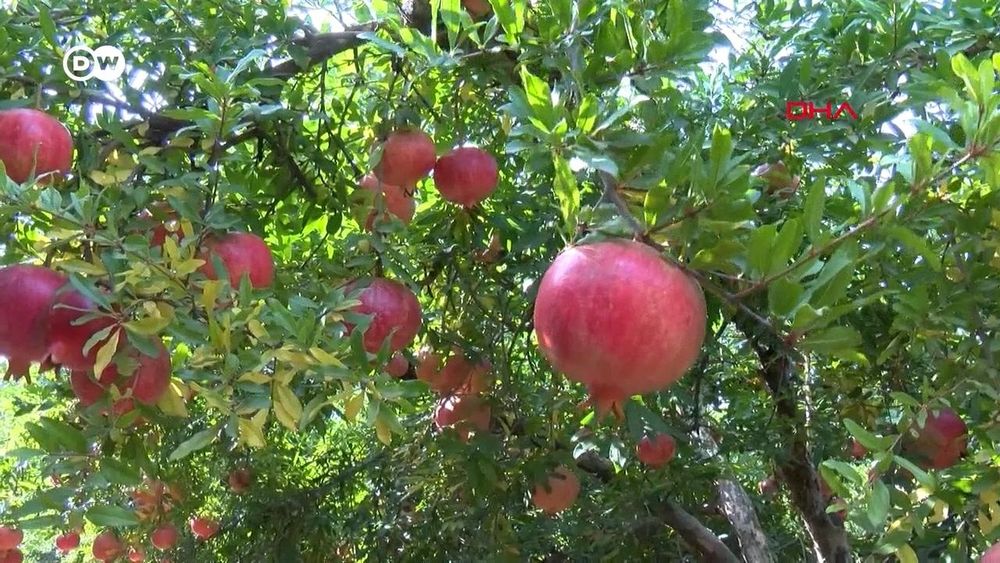 Хар хил мевали дарахтла кучатлар бор.